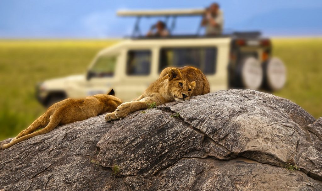  Safaris